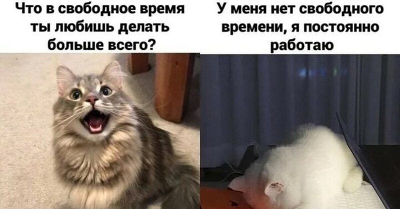 Кот пикабу Мем