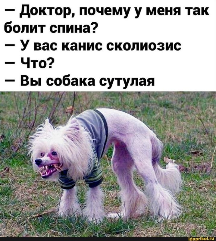 Китайская хохлатая сутулая