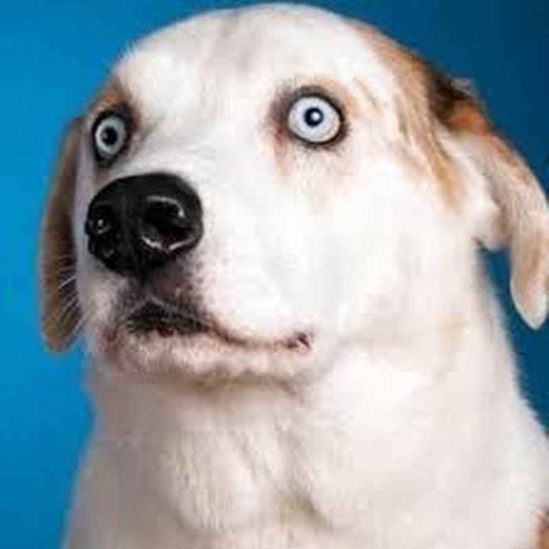 Удивленный взгляд собаки