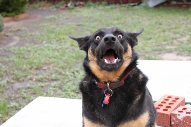 Эмоции животных