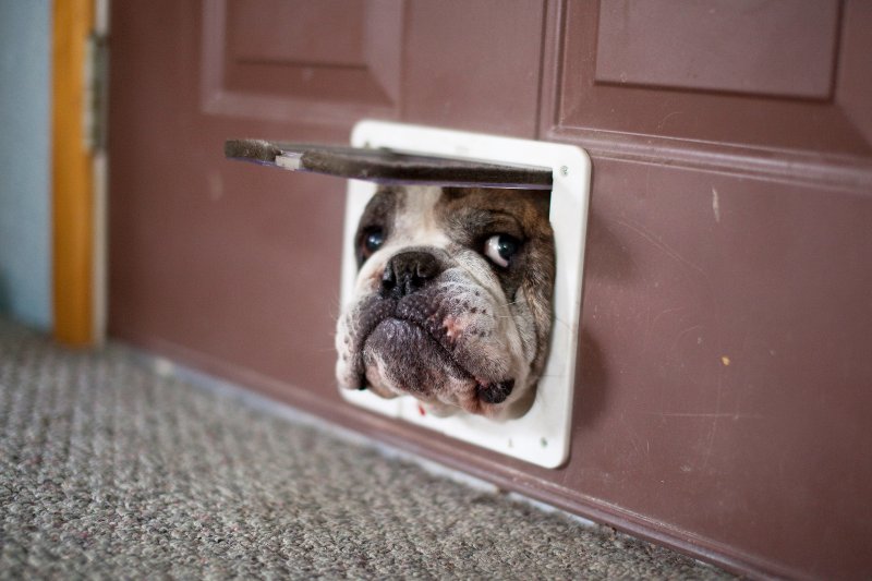 Дверь для животных