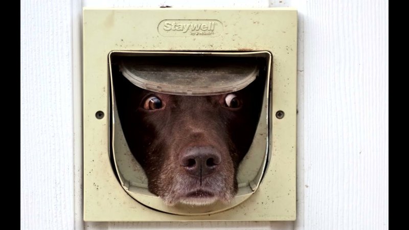 Любопытная собачка