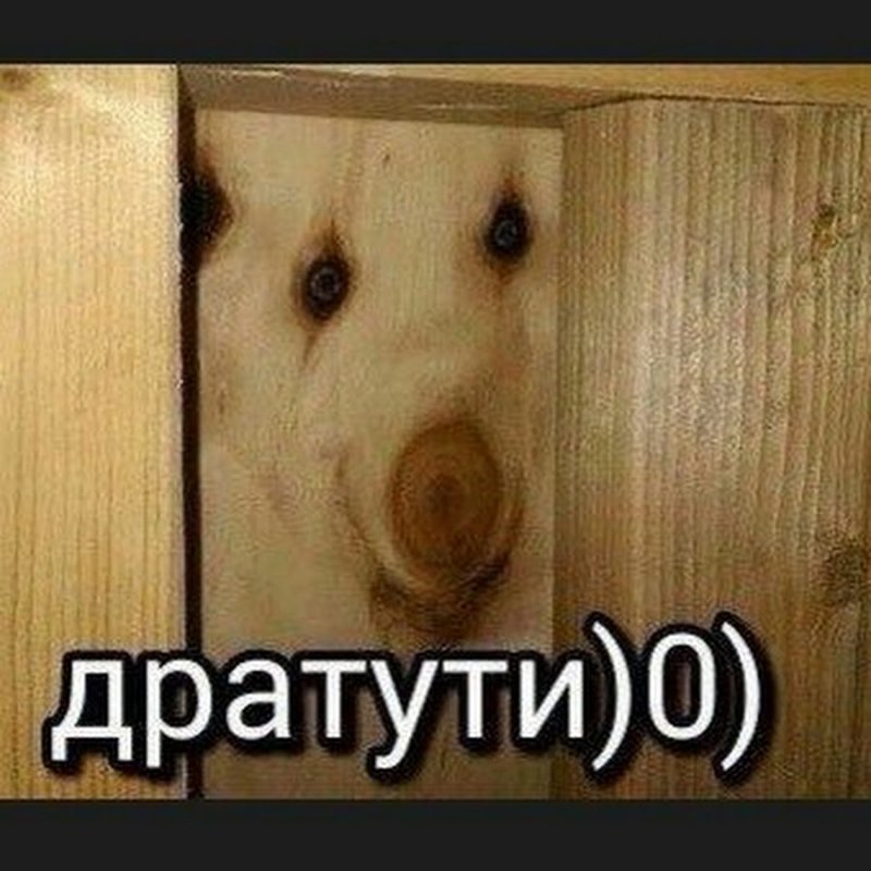 Собака дратути