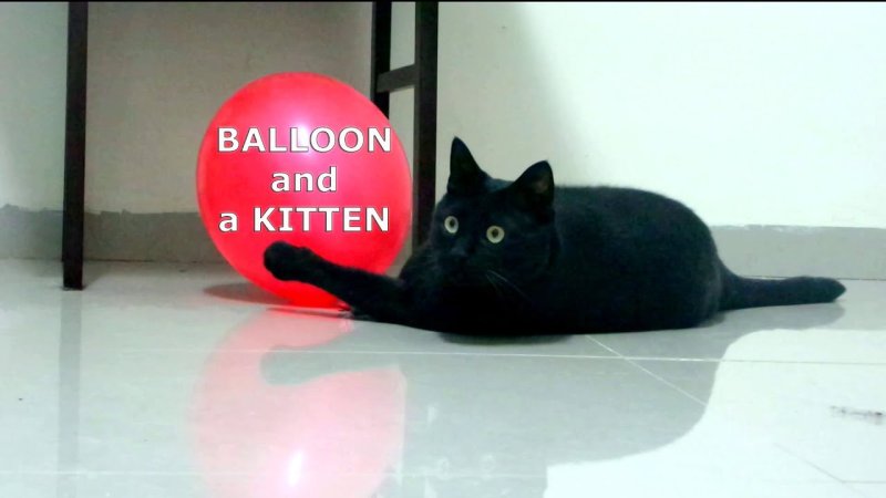 Котик с воздушным шариком