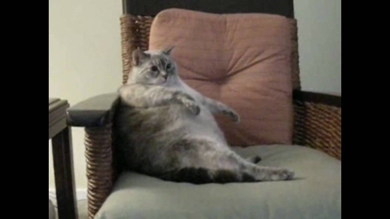 Толстый кот сидит в кресле