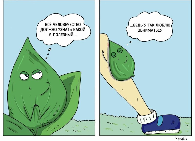 Приложи подорожник Мем