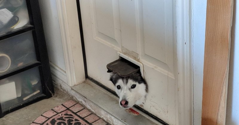 Собака прогрызла дверь