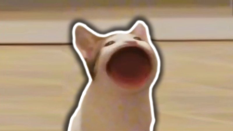 Кот открывает рот