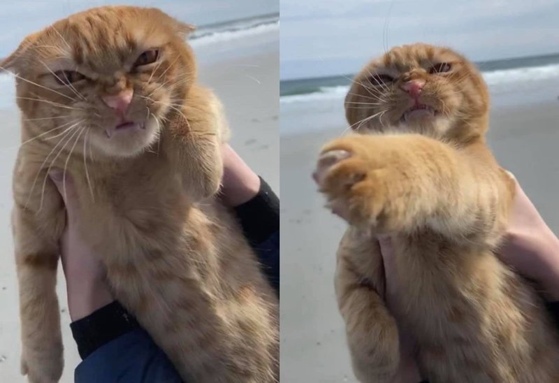 Недовольный кот