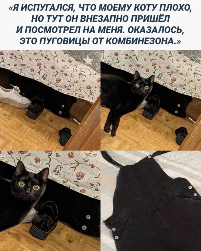 Поганый кот