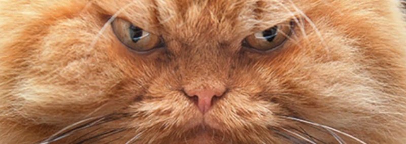 Злой рыжий кот