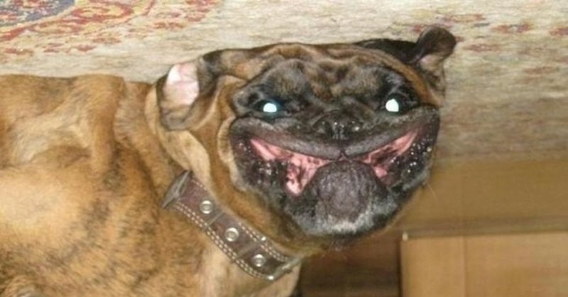 Тупая собака