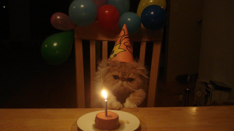 Торт с котом