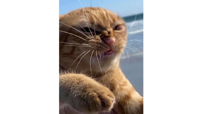 Рыжий кот фу