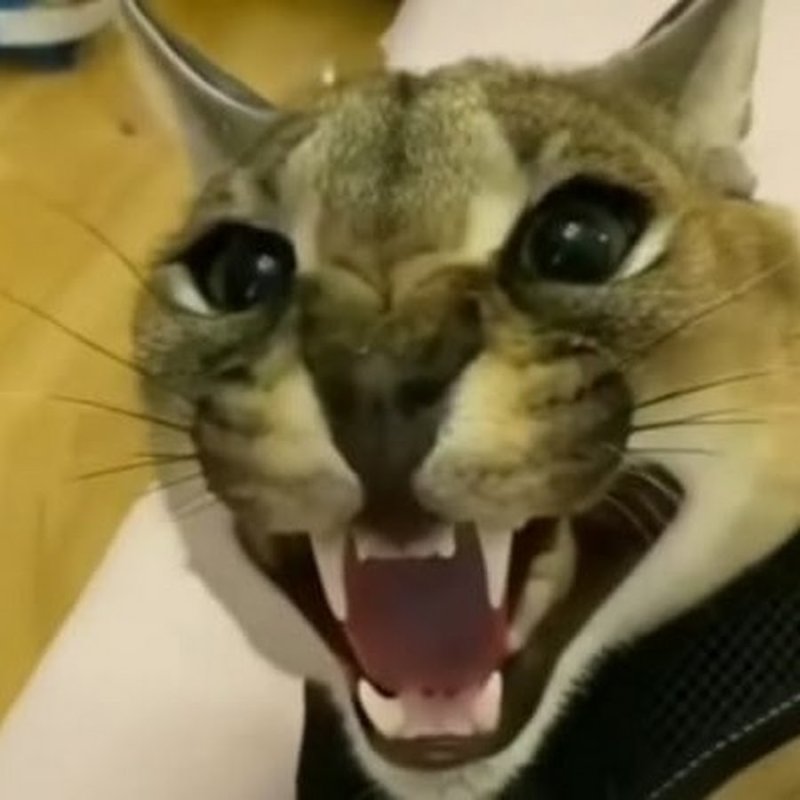 Каракал хацкер