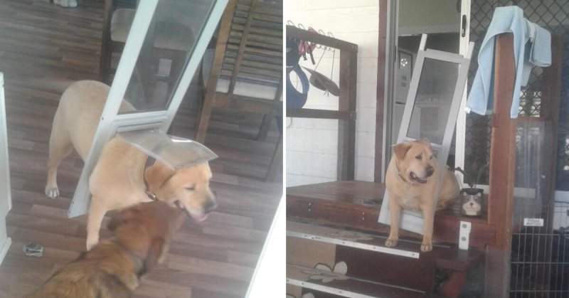 Застрявшие животные в дверях