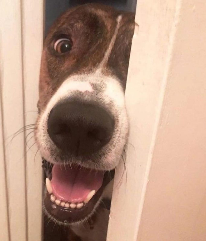 Счастье настойчиво лезло в дом