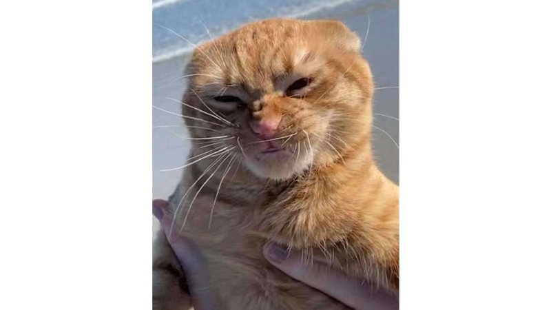 Кот грустит