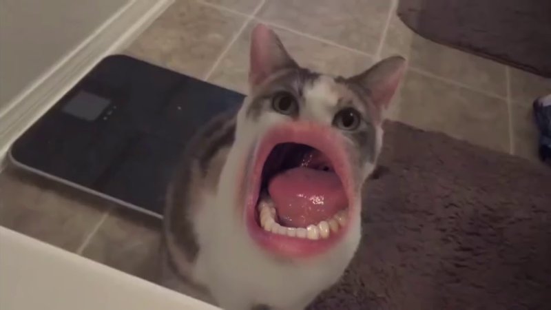 Кот с открытым ртом