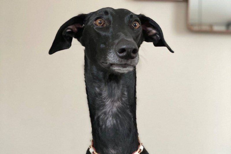 Собака с длинной шеей