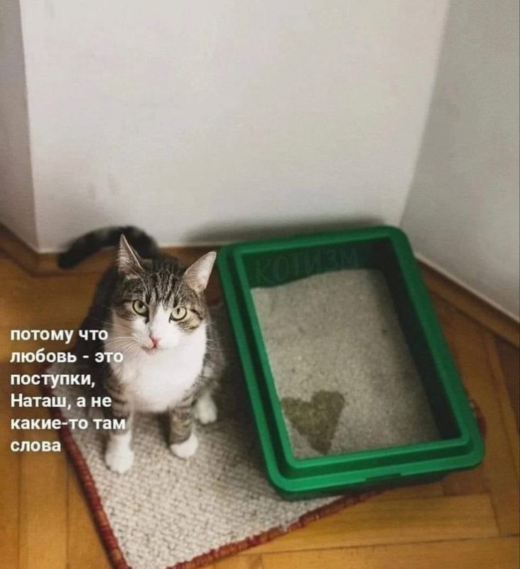 Лоток для кошек
