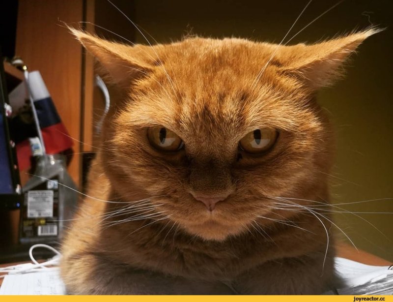 Недовольный рыжий кот