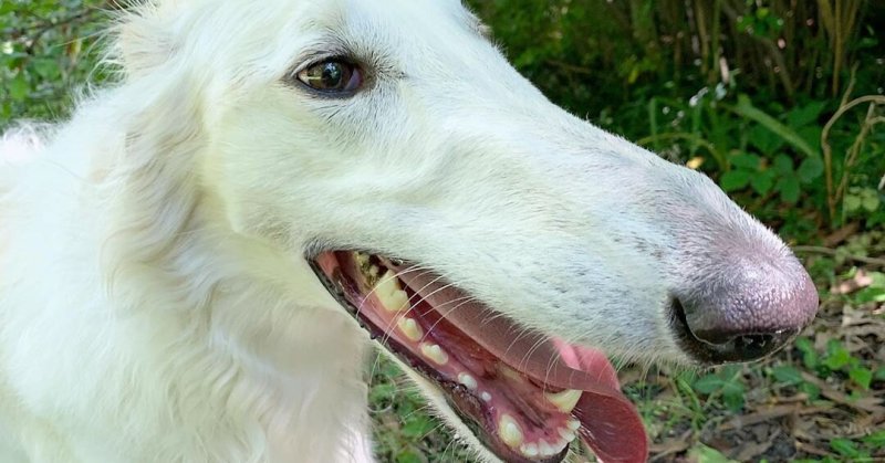 Борзая Эрис собака