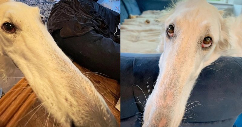 Собака Эрис с самым длинным носом