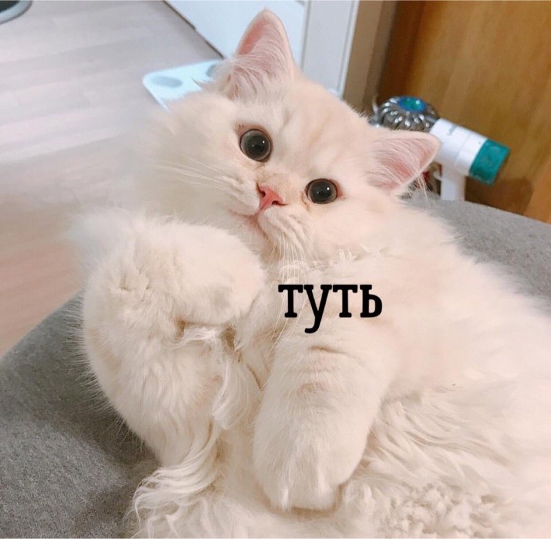 Мемы с котиками