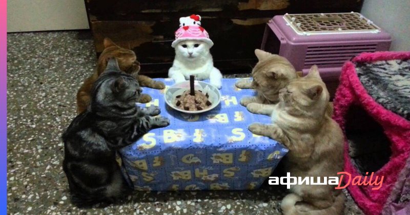 Кот праздник
