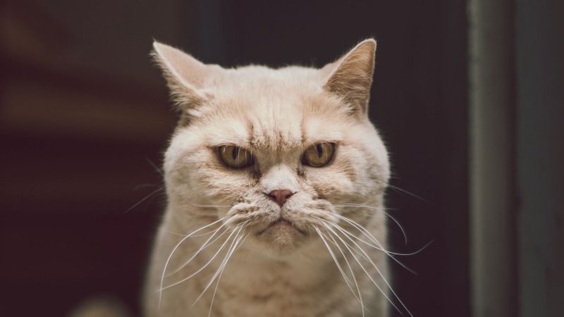 Серьезный кот Мем