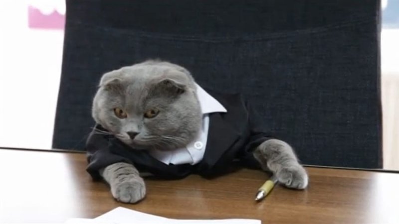 Коты в деловых костюмах
