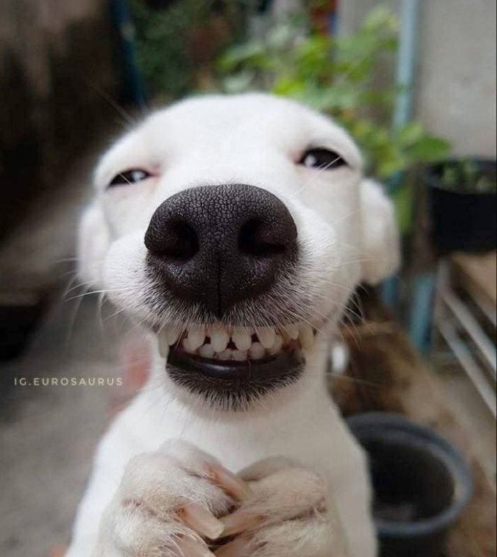 Улыбающийся пес