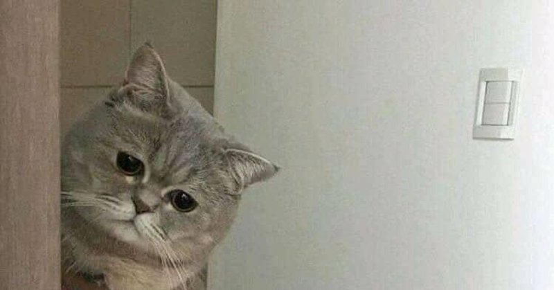 Грустный котик