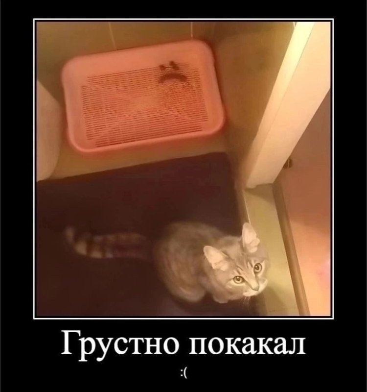 Кошачий лоток прикол