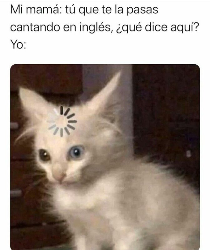 Кот грузится Мем