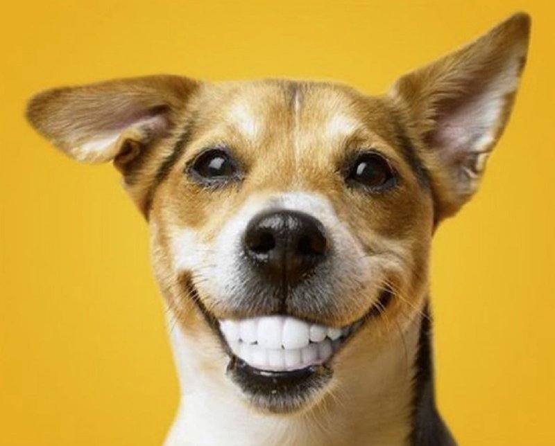 Реклама Педигри Дента Стикс