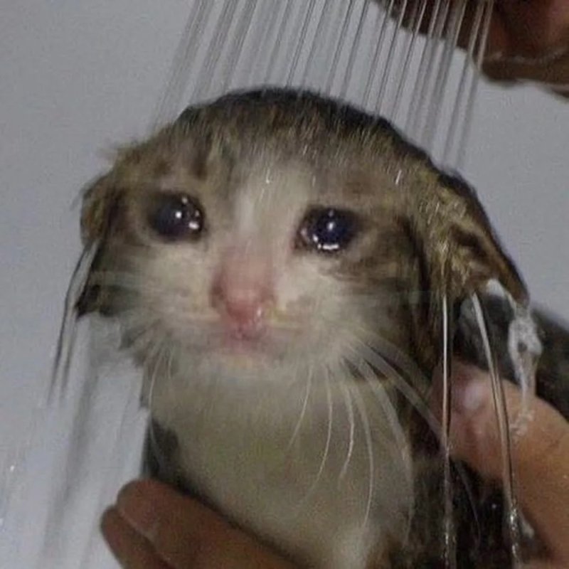 Плачущиё кот