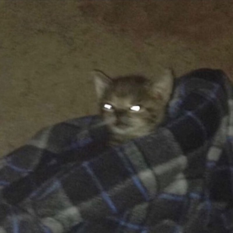 Котенок проснулся