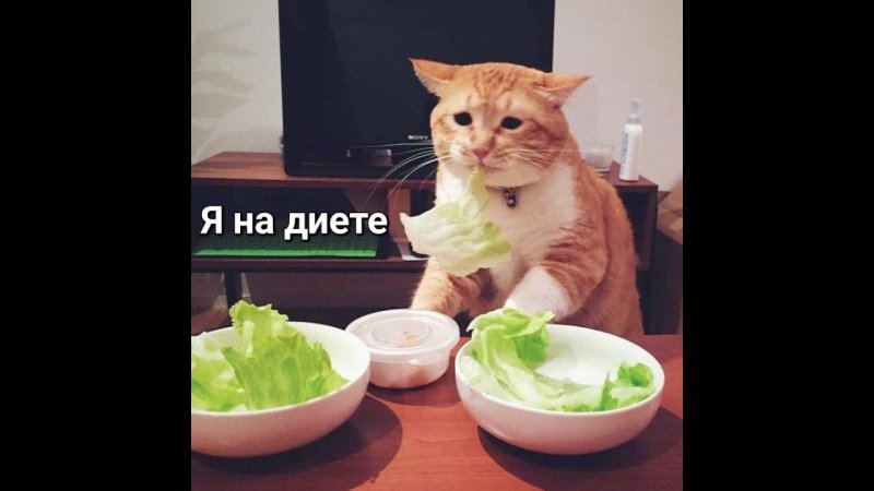 Не вкусна и грустна кот