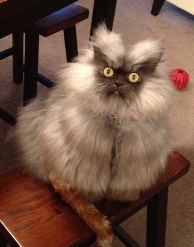 Лохматые коты