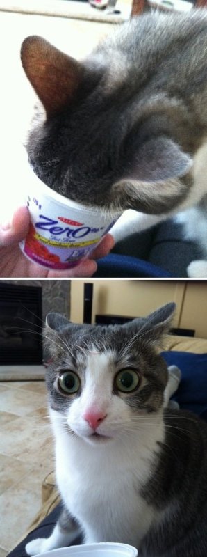 Кот да не бред какой-то