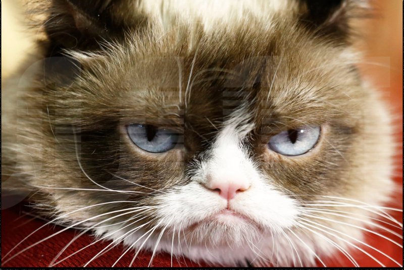 Порода кошки Грампи Кэт