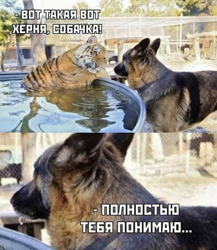 Собака Мем