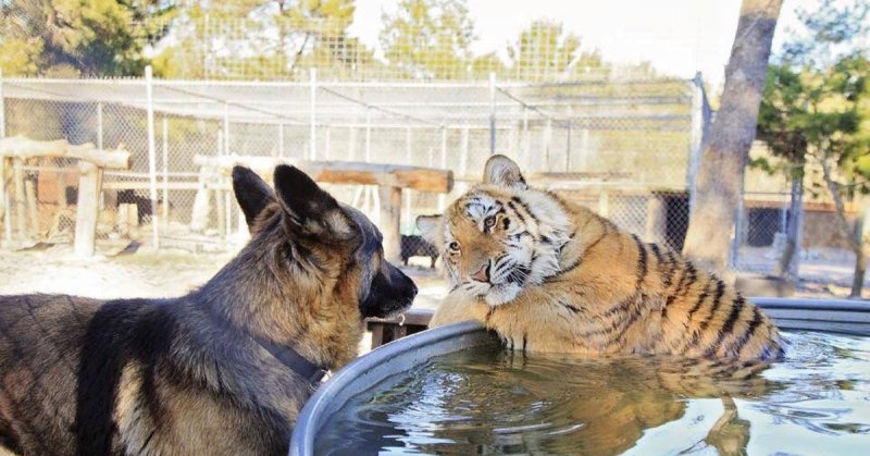 Вот такая вот хуйня собачка Мем
