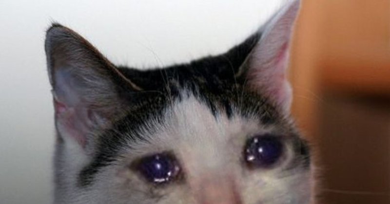Кот плачет