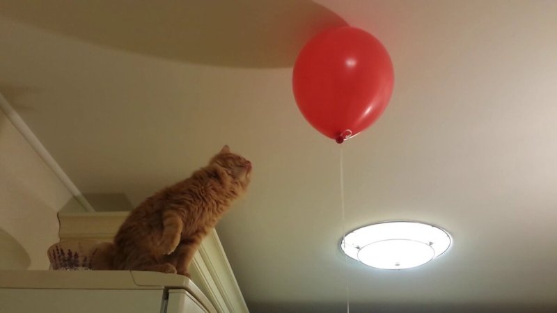 Кошка с воздушными шариками