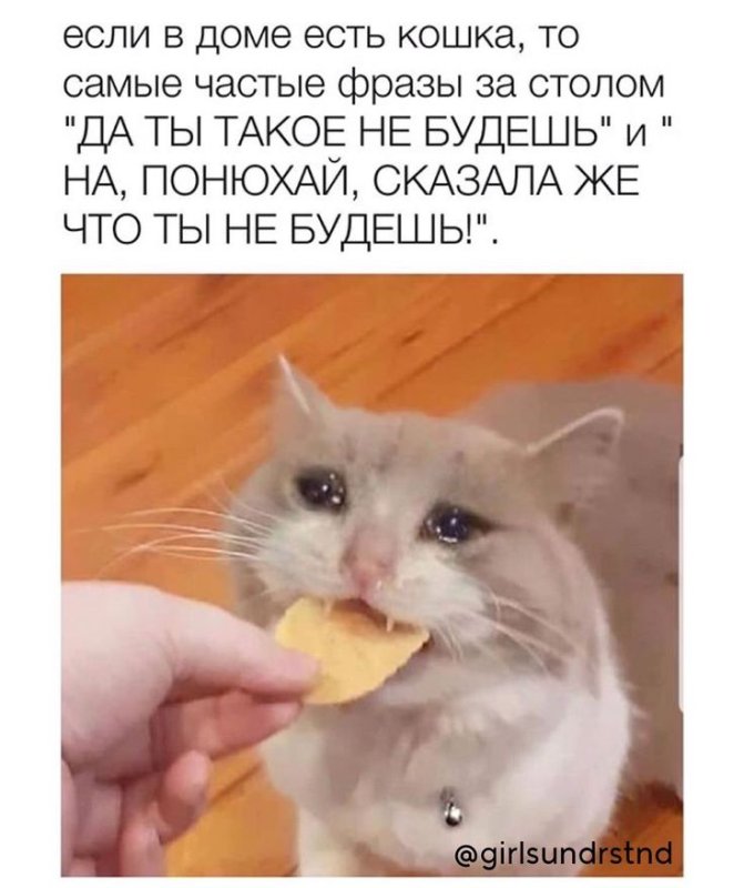 И вкусно и грустно с котом