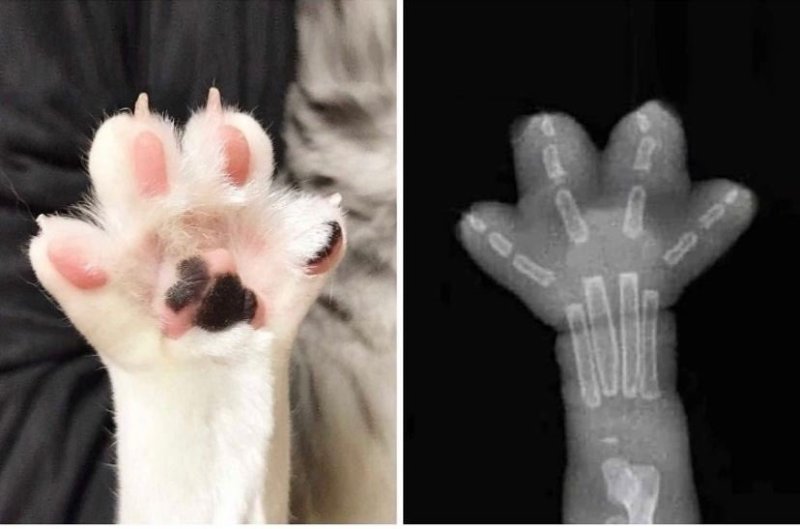 Кошачья лапка