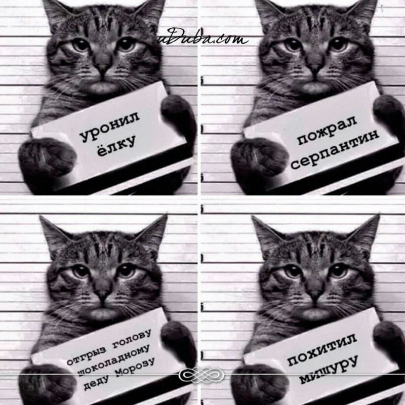 Ронял елку кот с табличкой